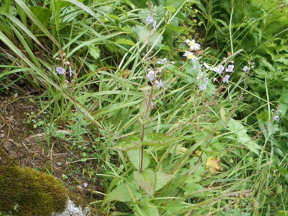 Veronica urticifolia (Plantaginaceae)